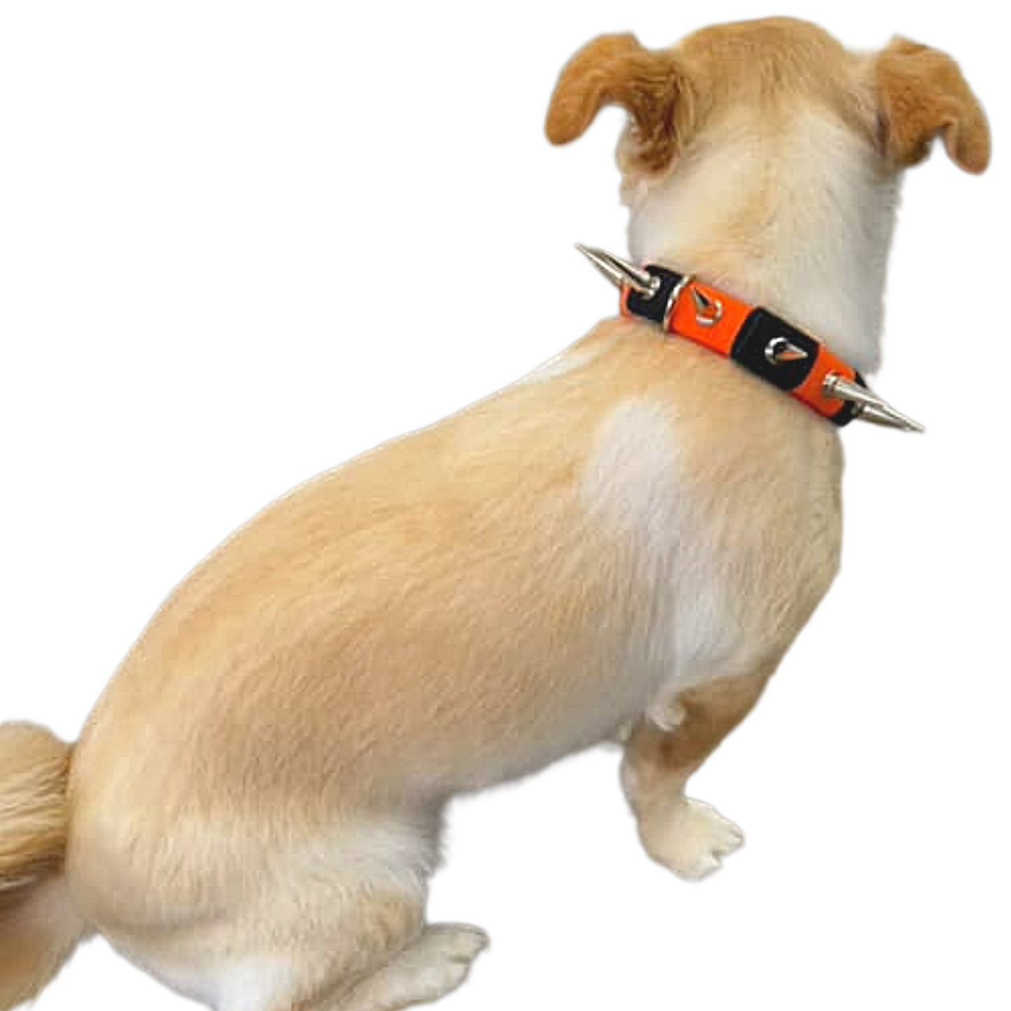 CoyoteCollar